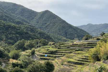 中山千枚田